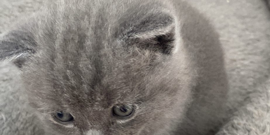 British shorthair