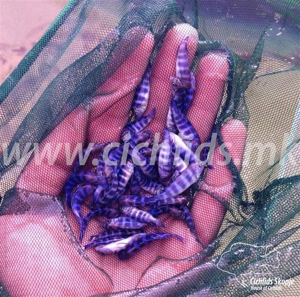 AKVARIUMSKI RIBI NA GOLEMO/MALO