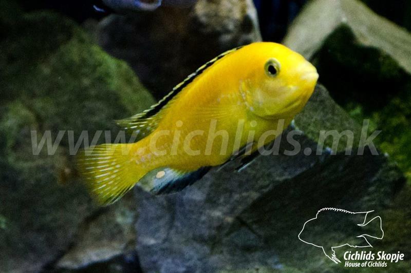 AKVARIUMSKI RIBI NA GOLEMO/MALO