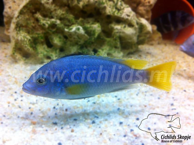 AKVARIUMSKI RIBI NA GOLEMO/MALO