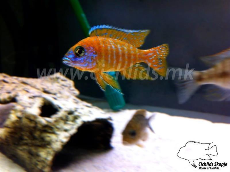 AKVARIUMSKI RIBI NA GOLEMO/MALO