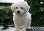 Bichon frise masko