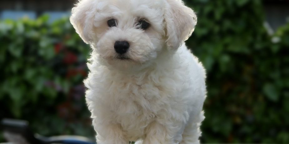 Bichon frise masko