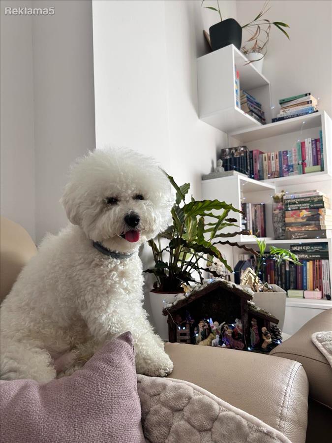 Барам женка за парење