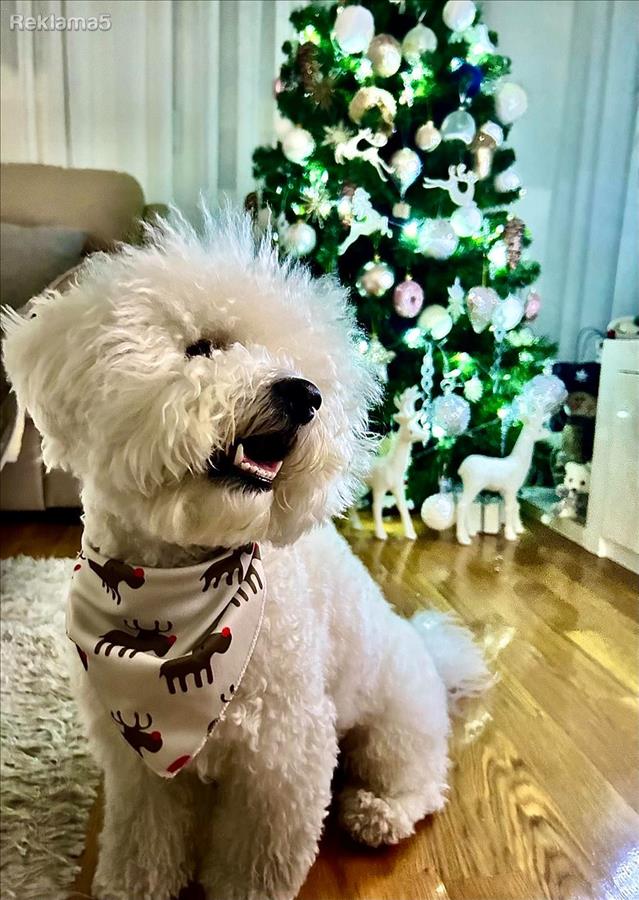 Барам женка за парење