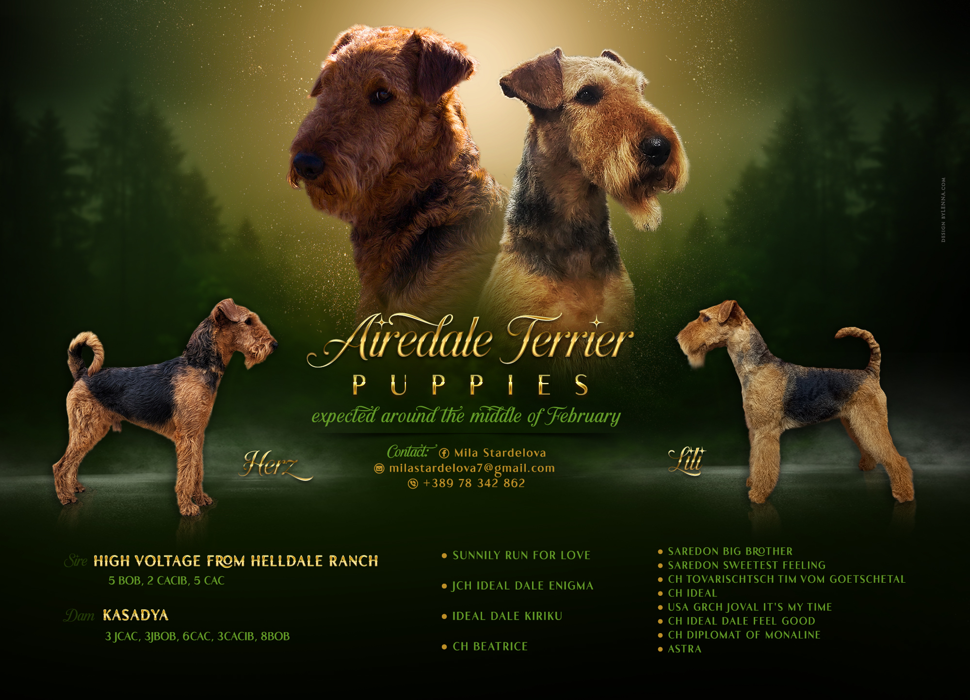 Airedale Terrier кутриња од шампионско потекло