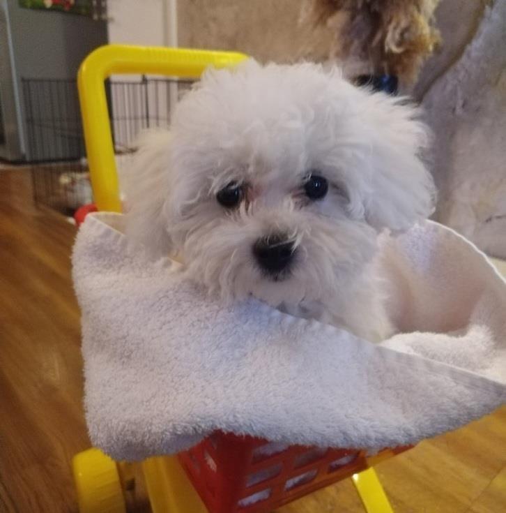 Се продава Bison