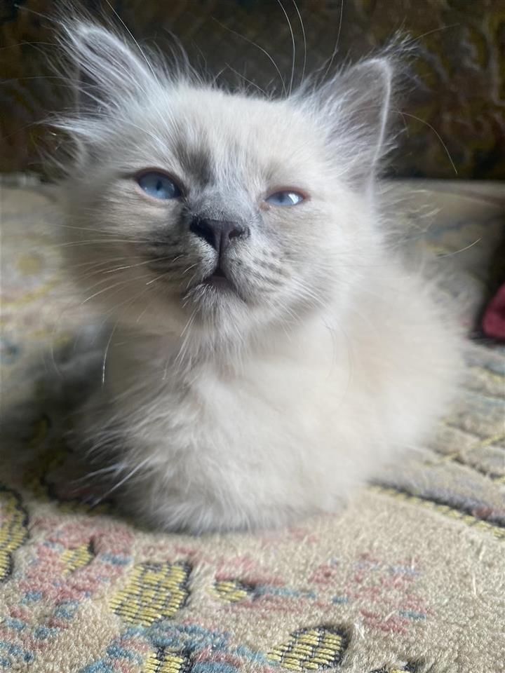 Siameska Macka / Siamese Cat