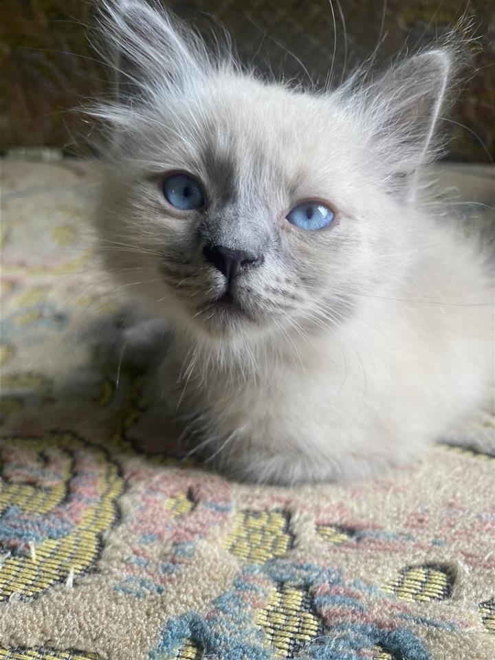 Siameska Macka / Siamese Cat