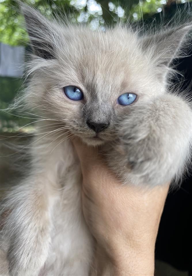 Siameska Macka / Siamese Cat