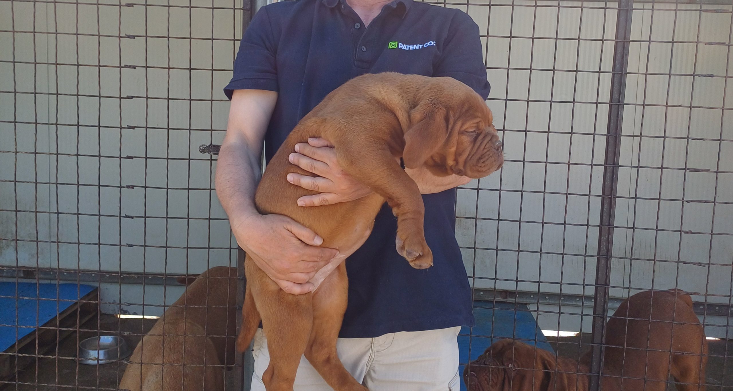 Бордошка дога