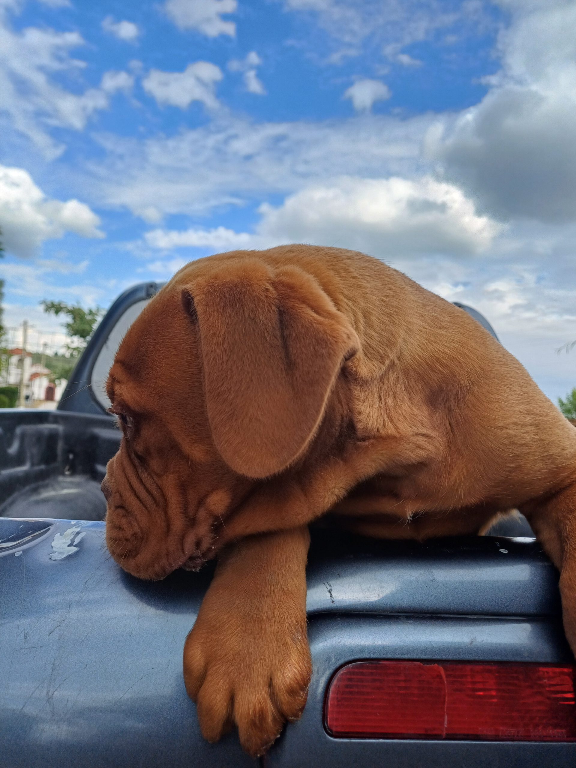 Бордошка дога