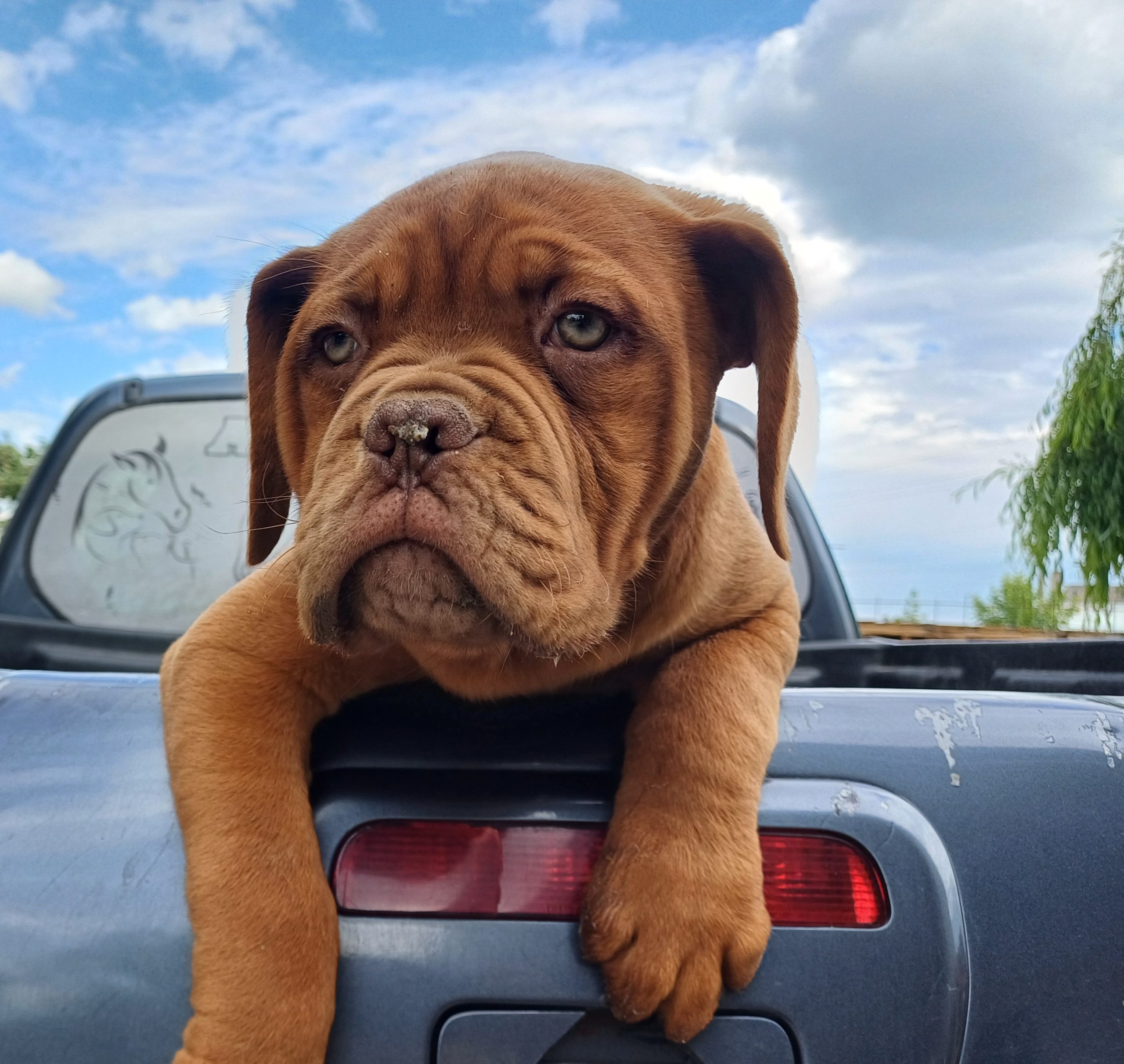 Бордошка дога