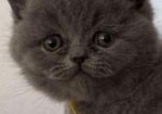 British shorthair