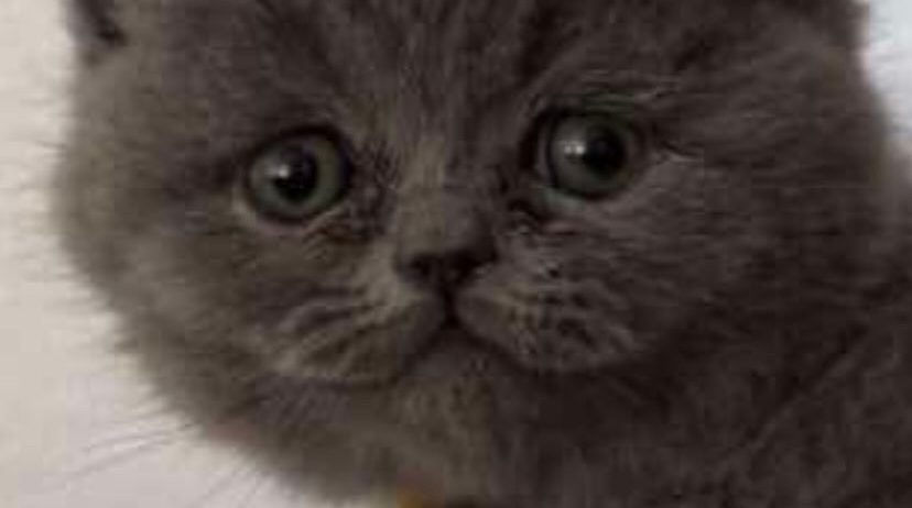 British shorthair