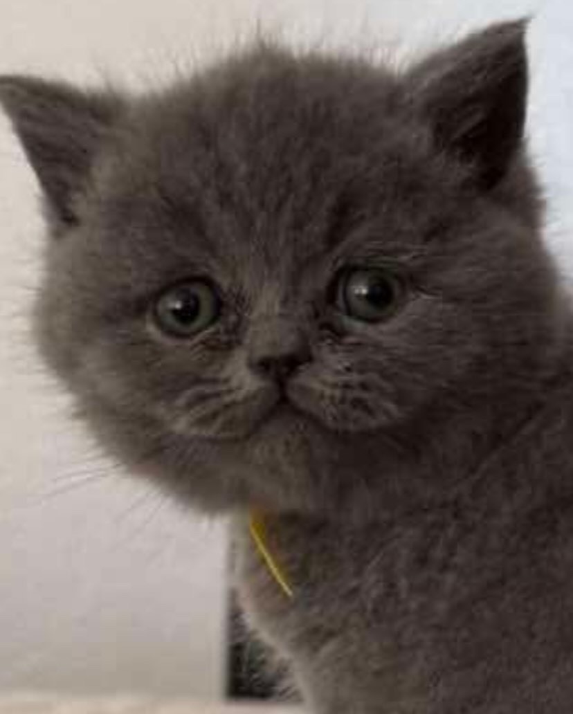 British shorthair