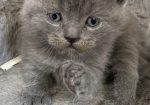 British shorthair