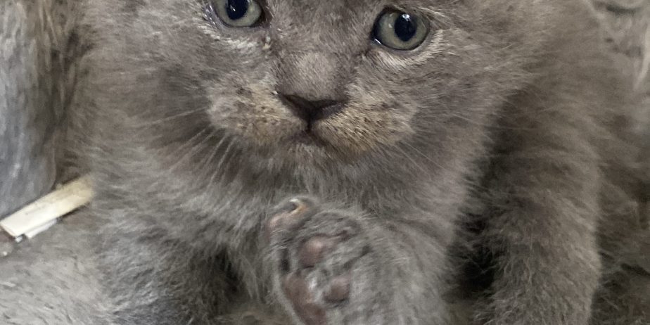 British shorthair
