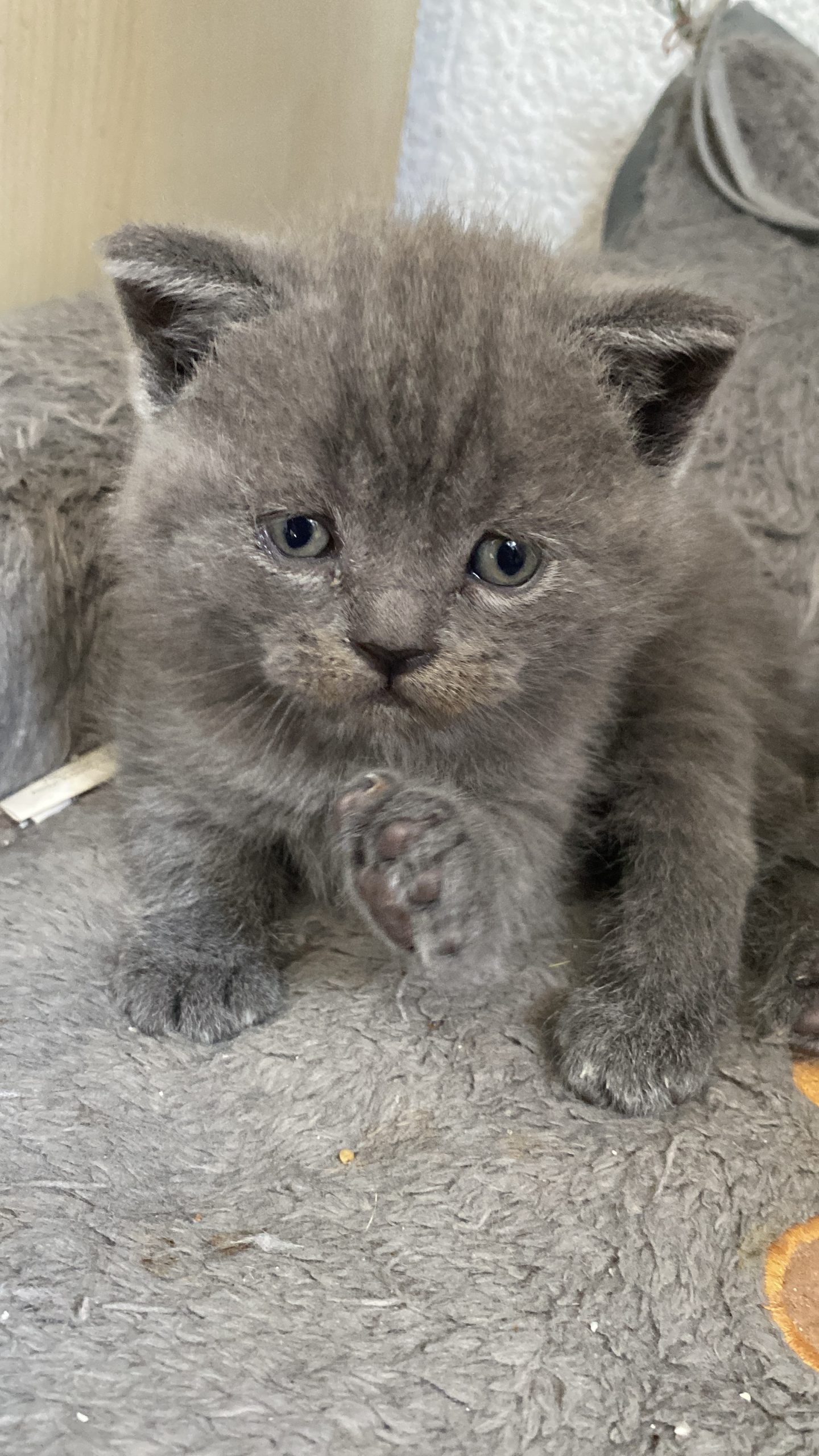 British shorthair