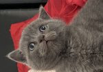 British shorthair