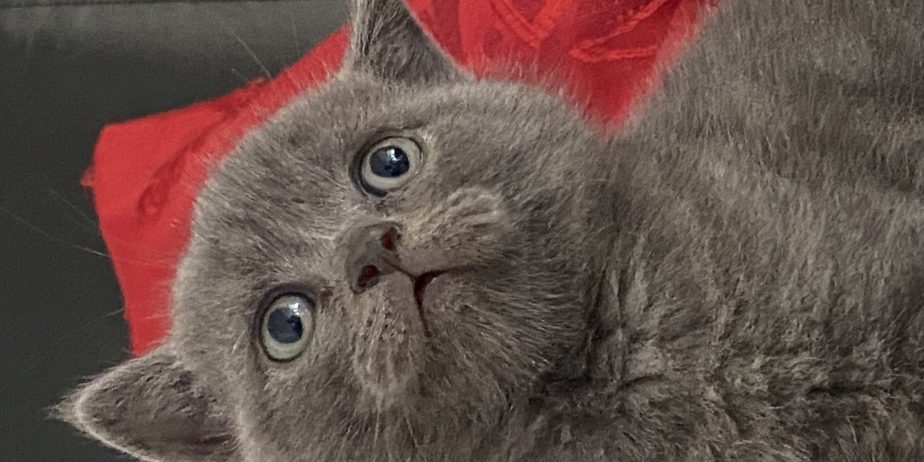 British shorthair