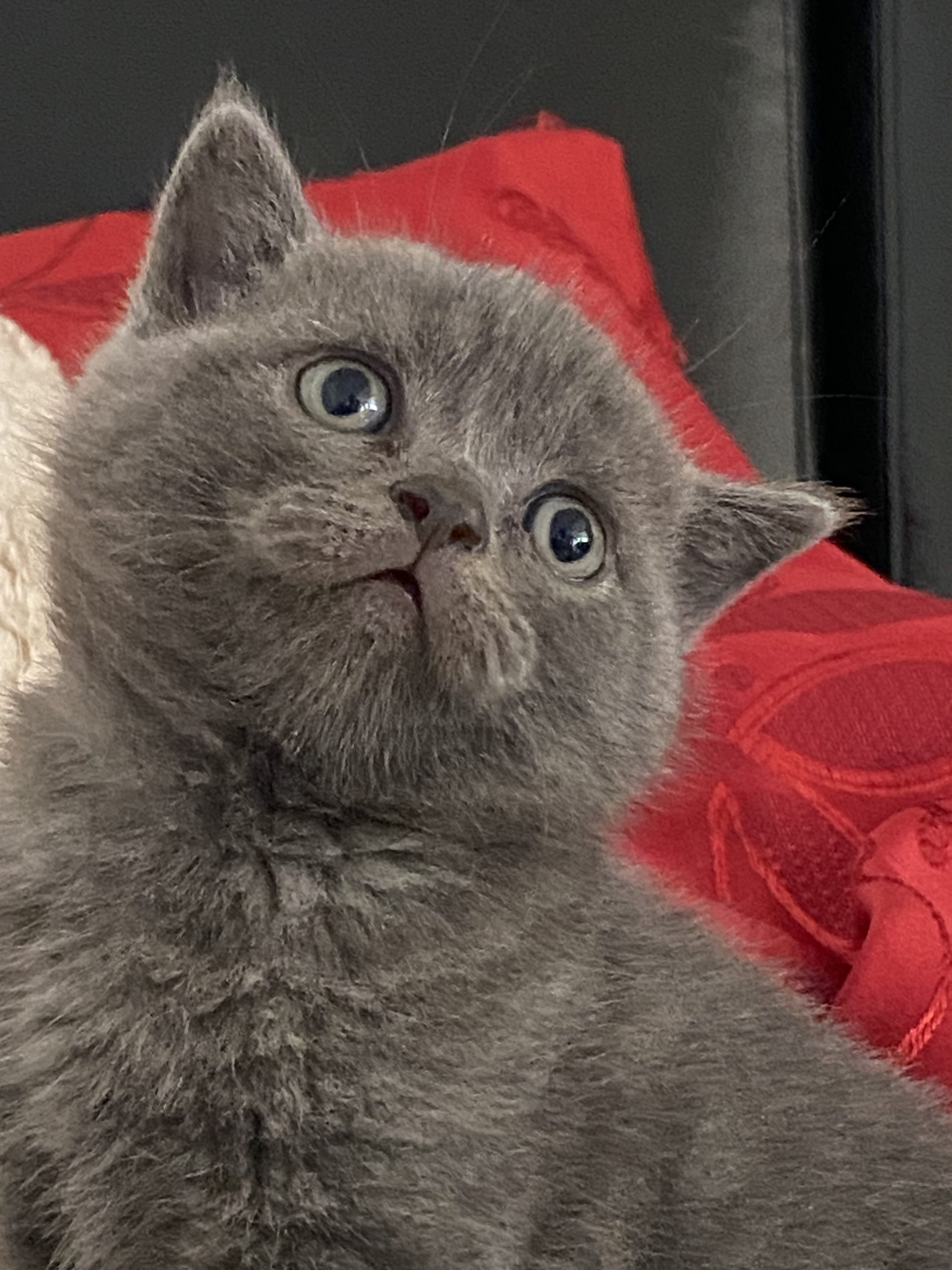 British shorthair