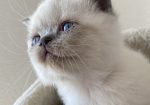 British shorthair