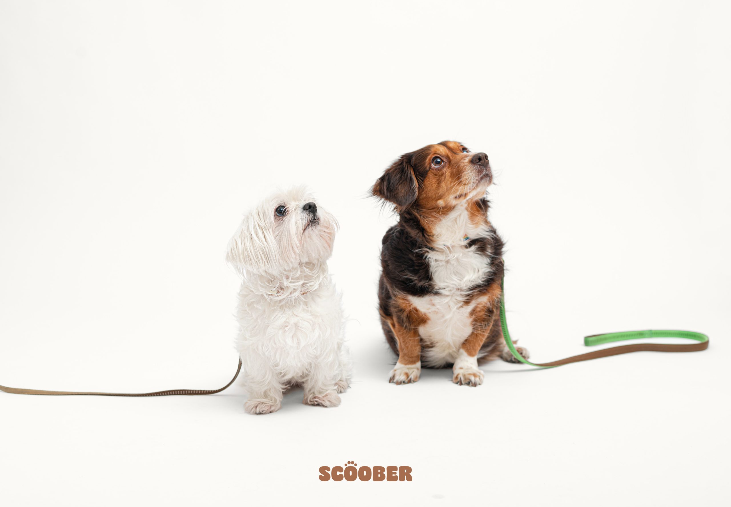 SCOOBER – платформа за шетање, чување и сместување на домашни миленици