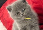 British shorthair