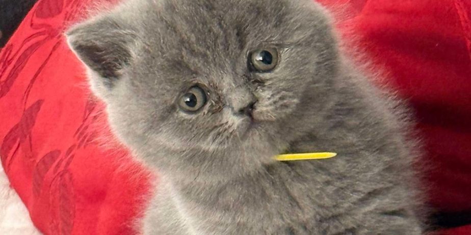 British shorthair