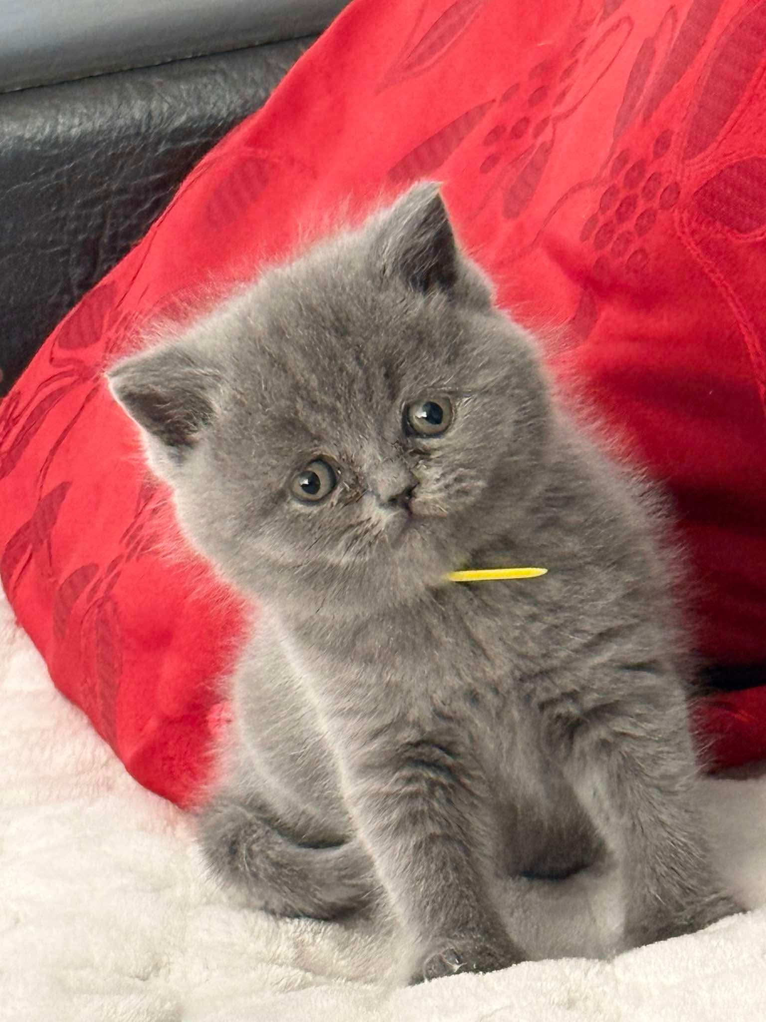 British shorthair