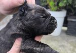 Cane corso kutrinja