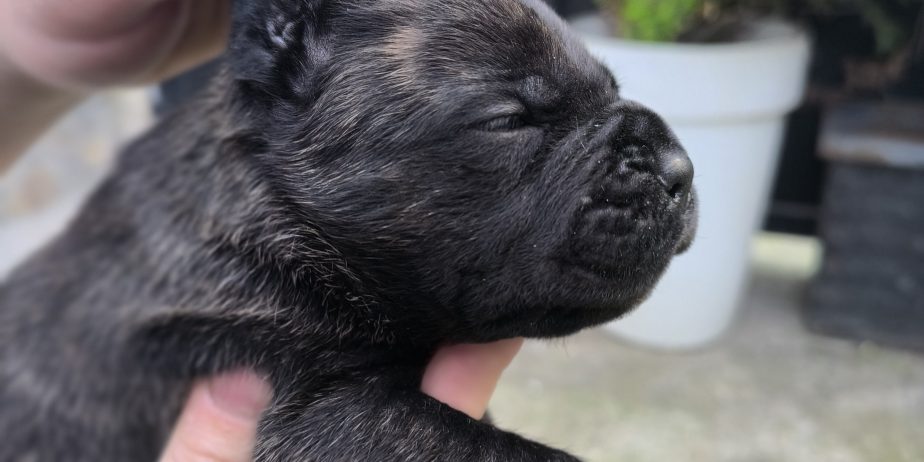 Cane corso kutrinja
