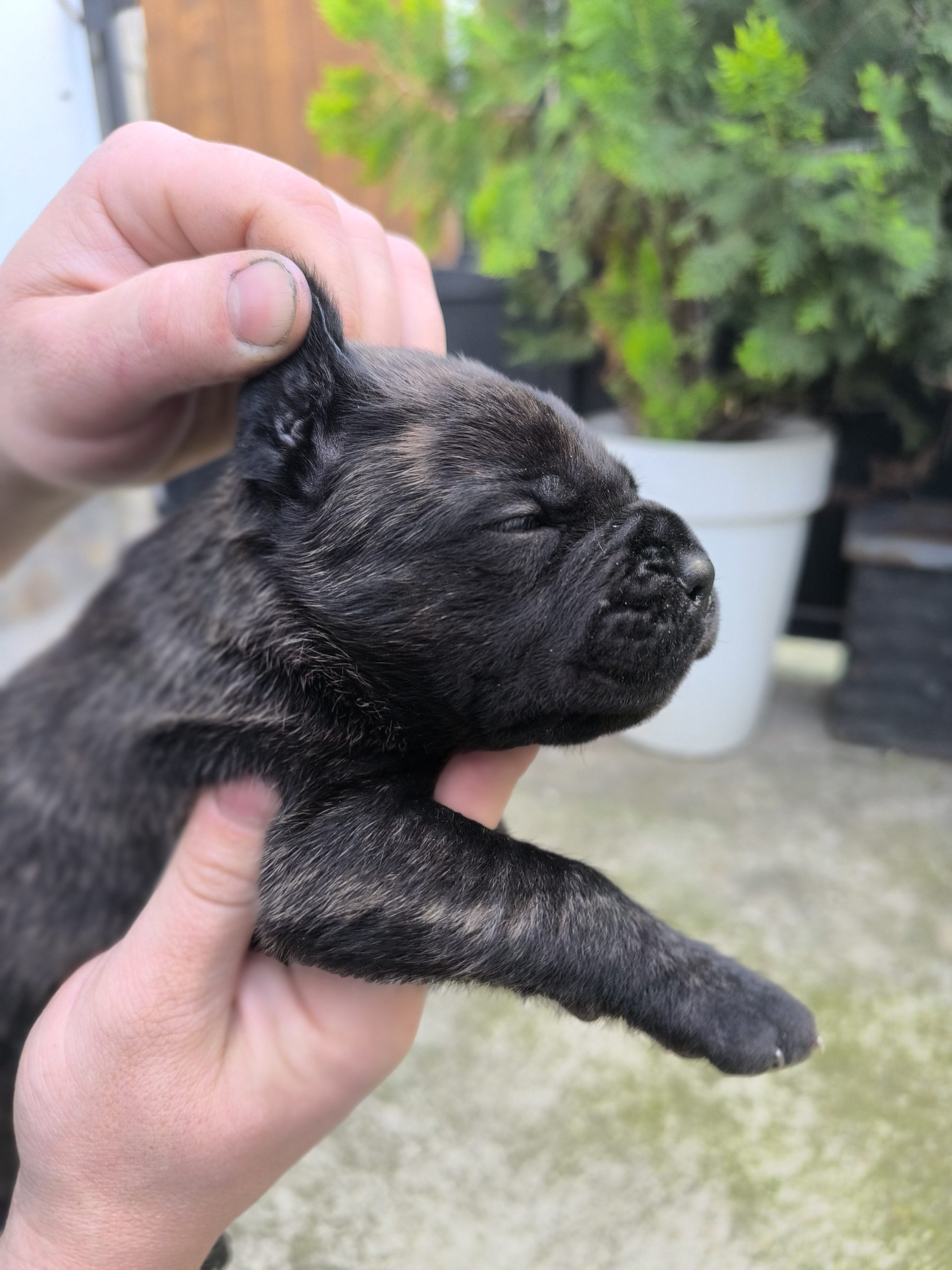 Cane corso kutrinja