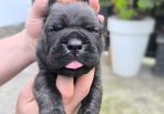 Cane corso kutrinja