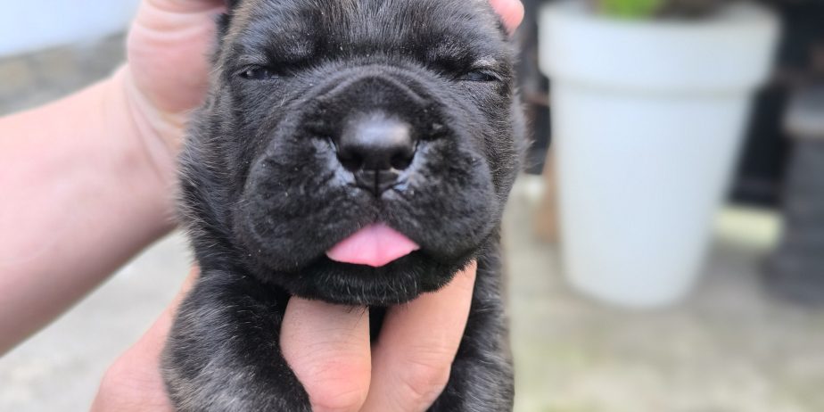 Cane corso kutrinja