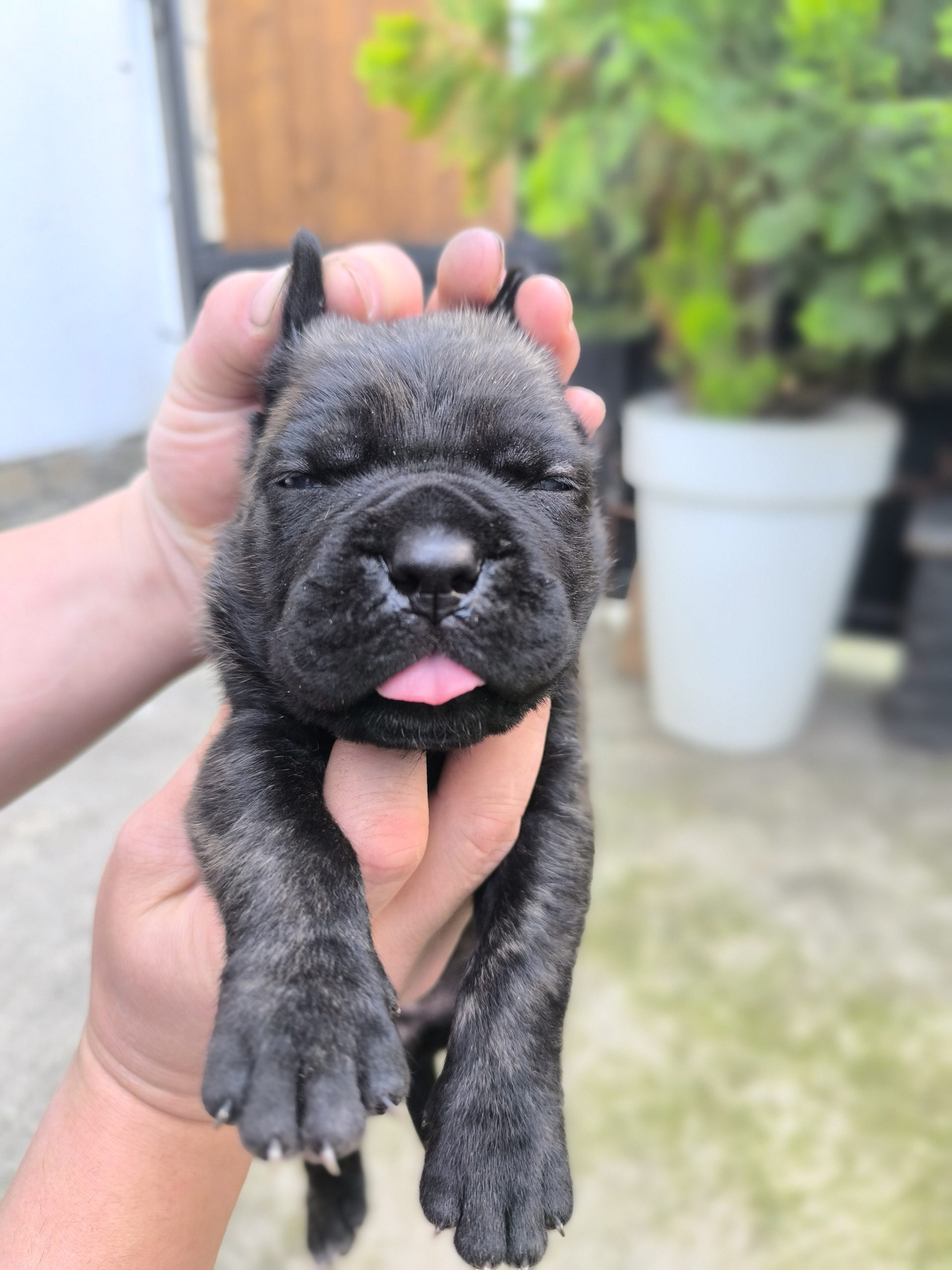 Cane corso kutrinja