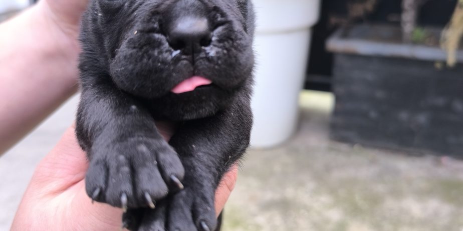 Cane corso kutrinja