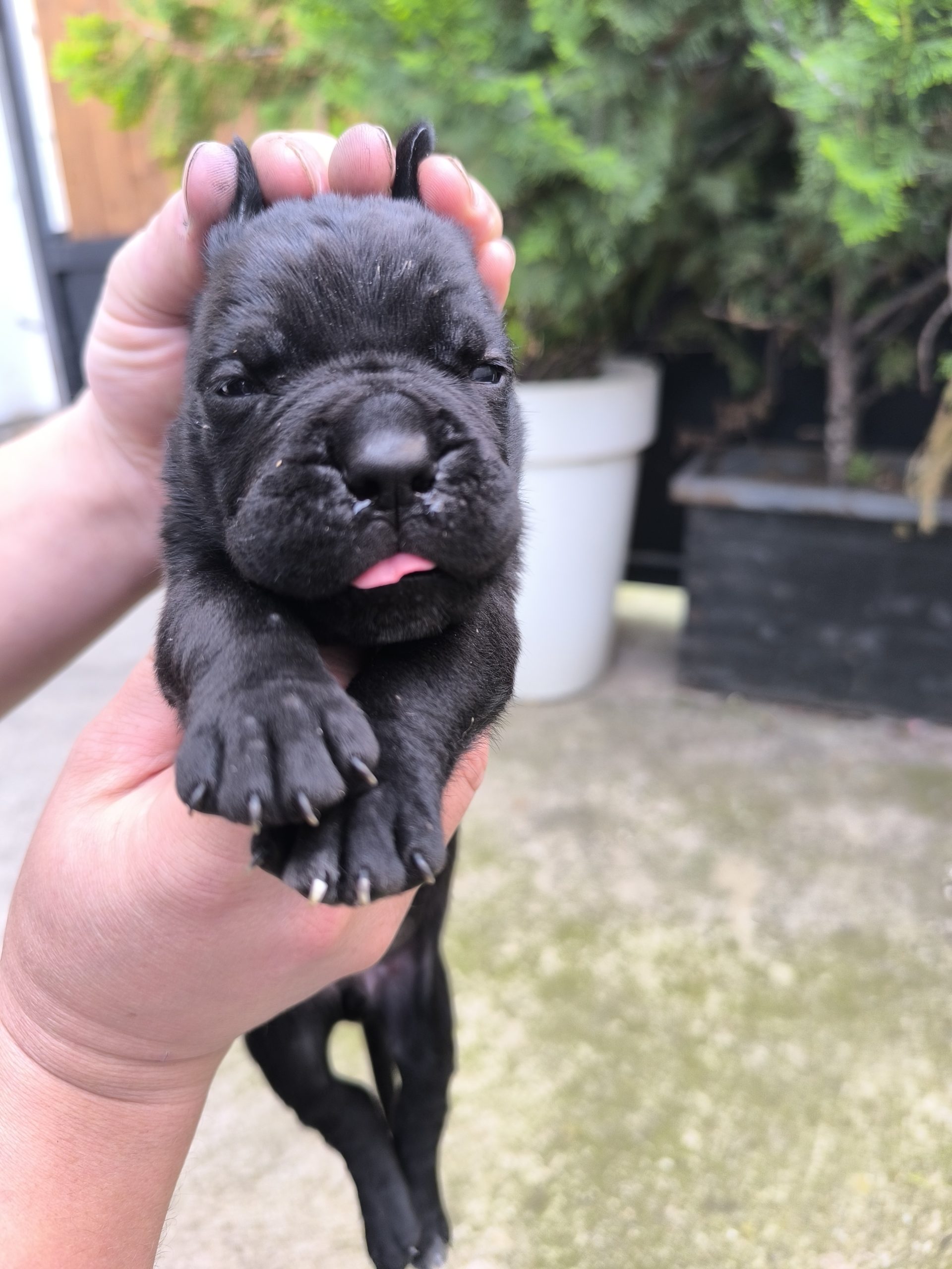 Cane corso kutrinja