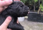 Cane corso kutrinja