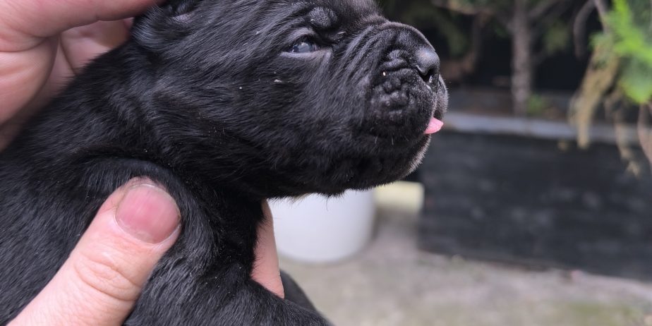 Cane corso kutrinja