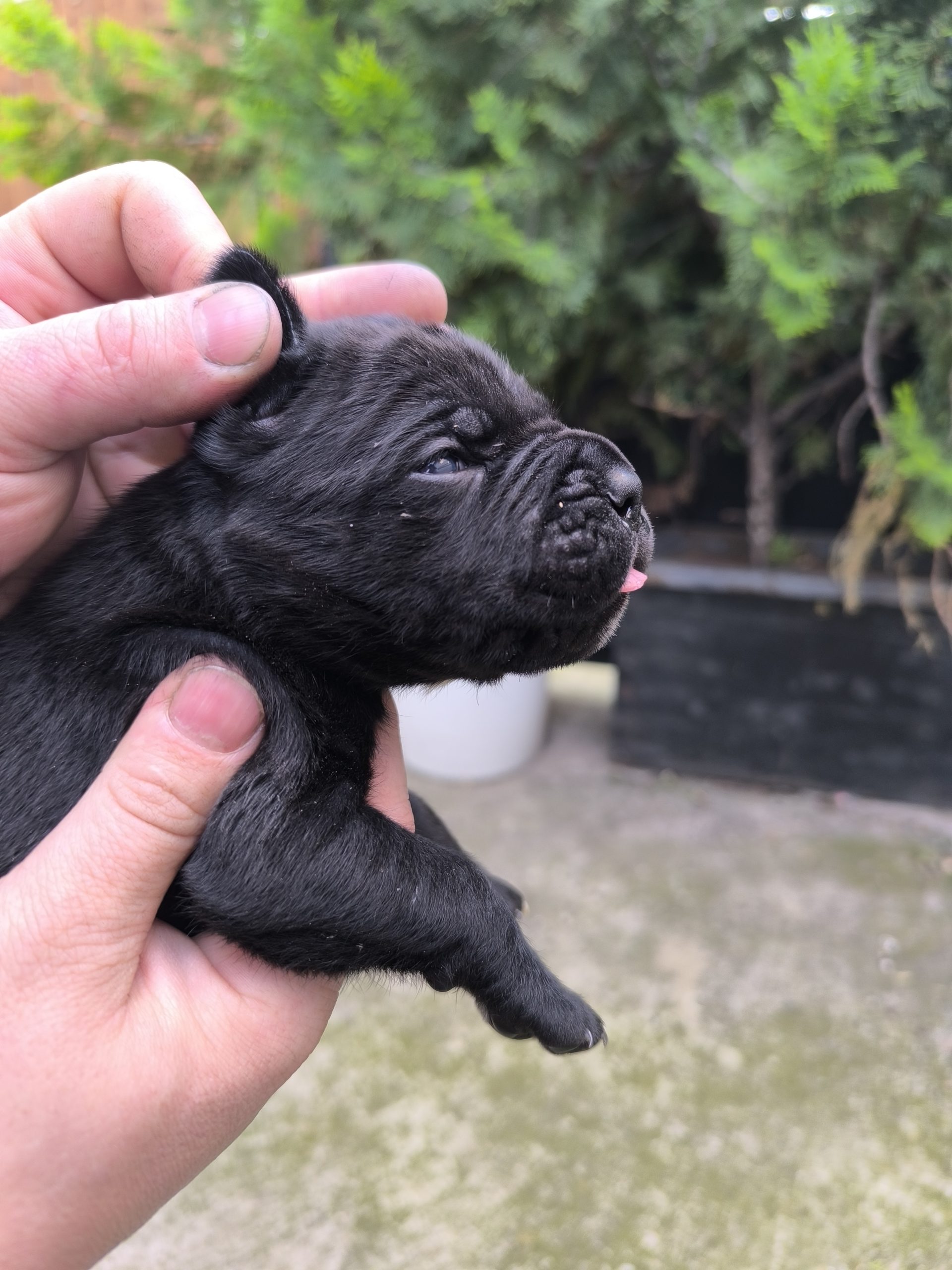 Cane corso kutrinja