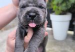 Cane corso kutrinja