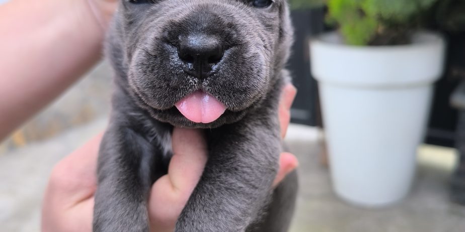 Cane corso kutrinja
