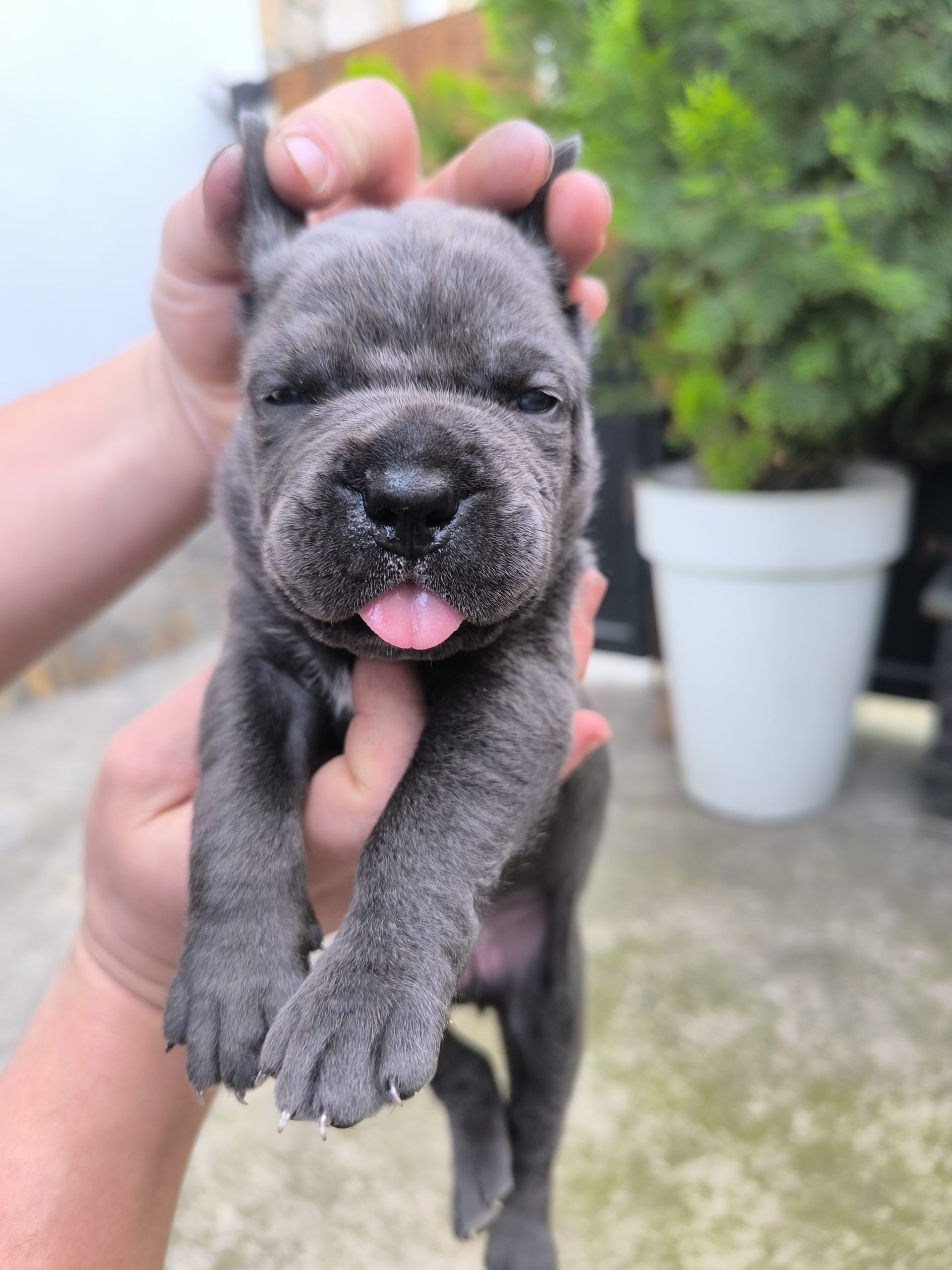 Cane corso kutrinja