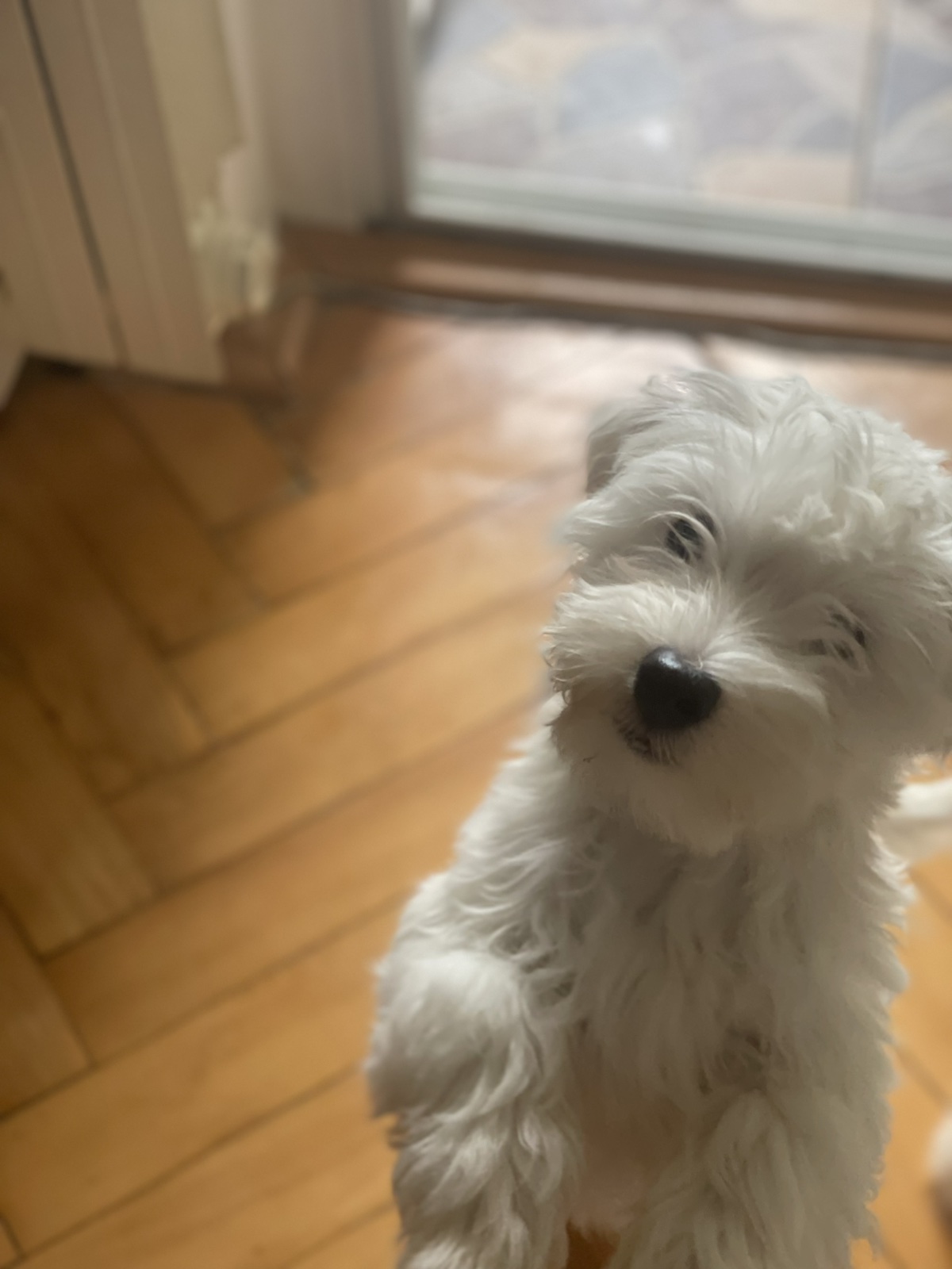 Малтезери машки