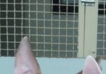 Se prodavaat kuchinja od rasata BULL TERRIER