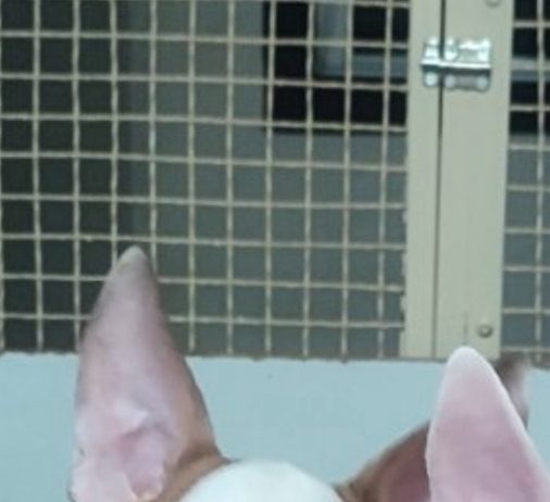 Se prodavaat kuchinja od rasata BULL TERRIER