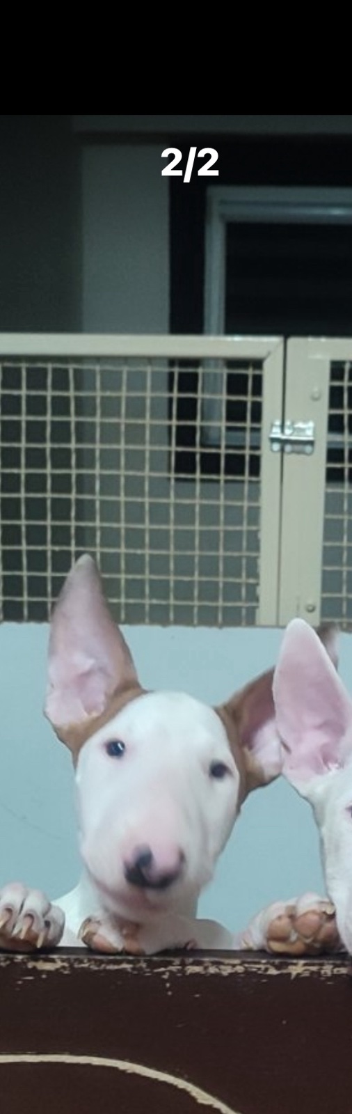 Se prodavaat kuchinja od rasata BULL TERRIER