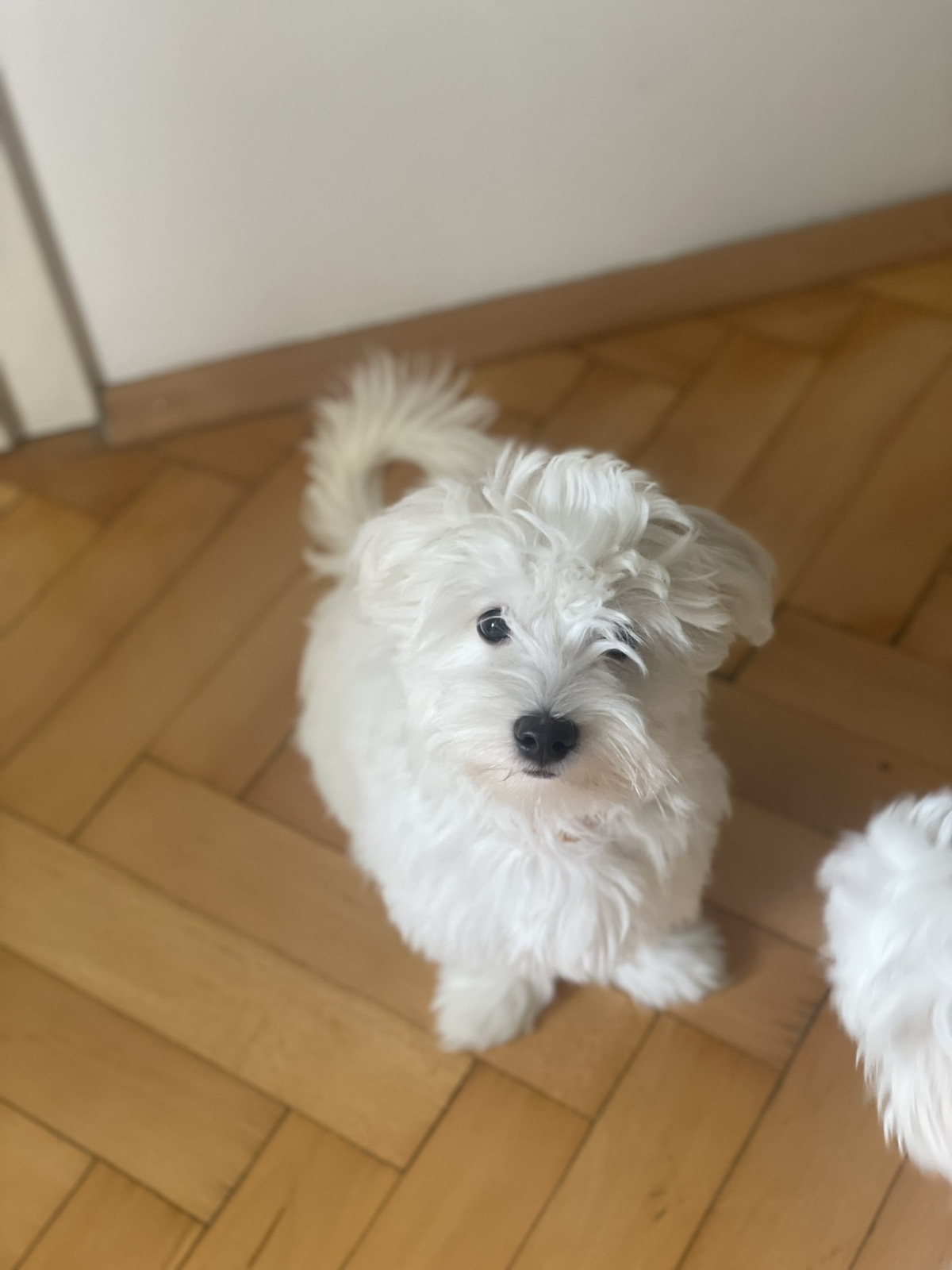 Малтезери машки